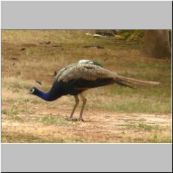   Indian peacock