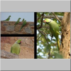  Rose-ringed parakeet