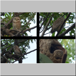   Spotted Owlet
