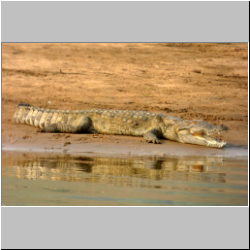  Mugger crocodile