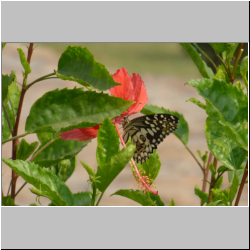  Citrus swallowtail