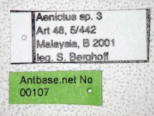 Aenictus 3 Label