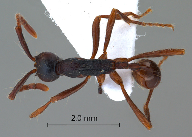 Aenictus 3 dorsal