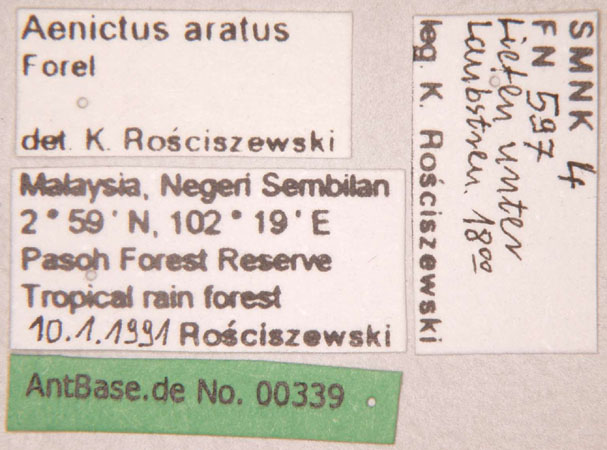 Aenictus aratus Forel,1900 Label