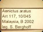 Aenictus aratus Forel,1900 Label