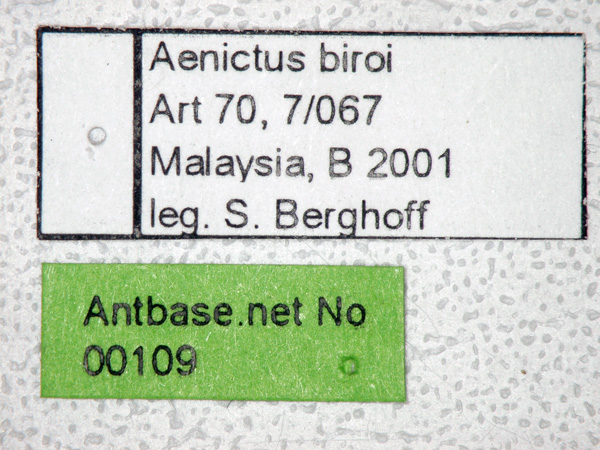 Aenictus biroi Forel,1907 Label