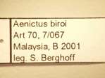 Aenictus biroi Forel,1907 Label