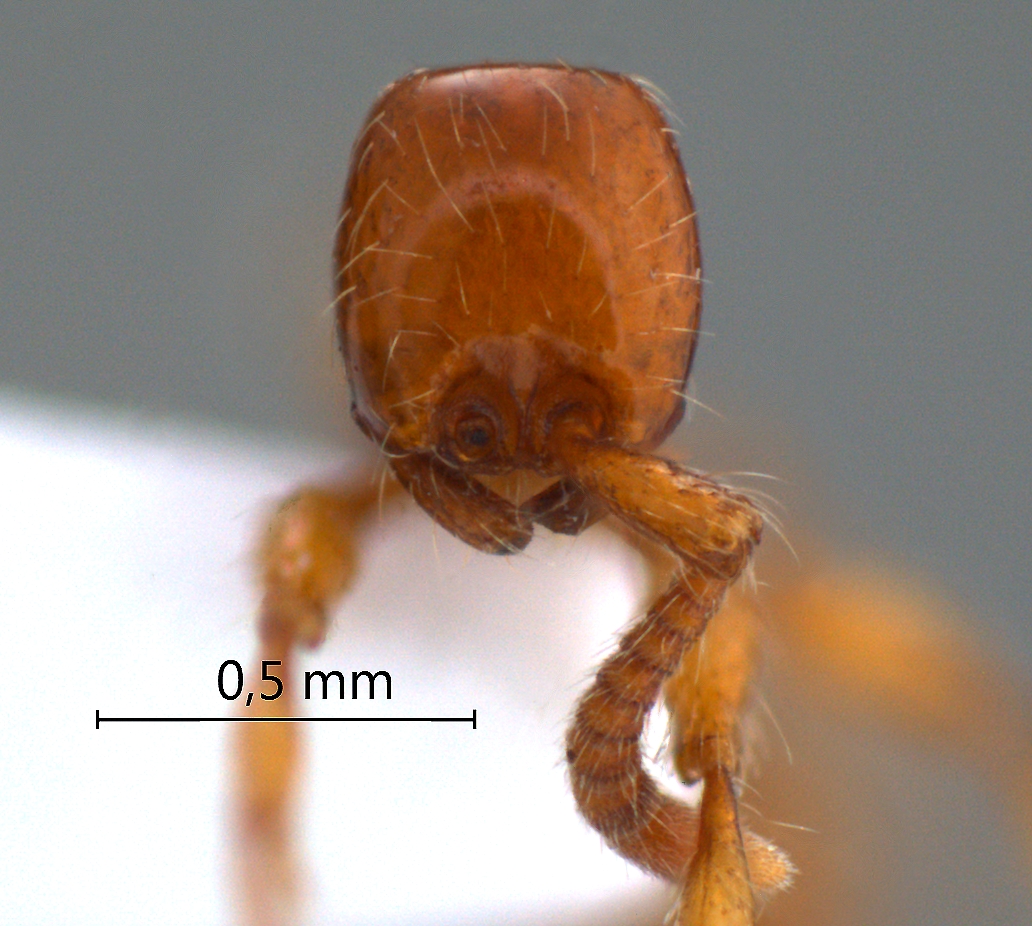 Aenictus chapmani Wilson,1964 frontal