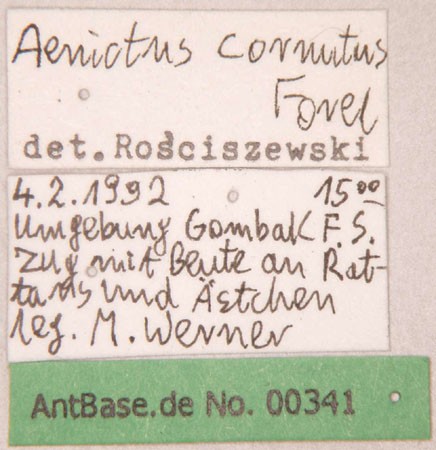 Aenictus cornutus Forel,1900 Label