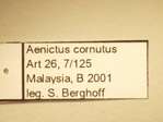 Aenictus cornutus Forel,1900 Label