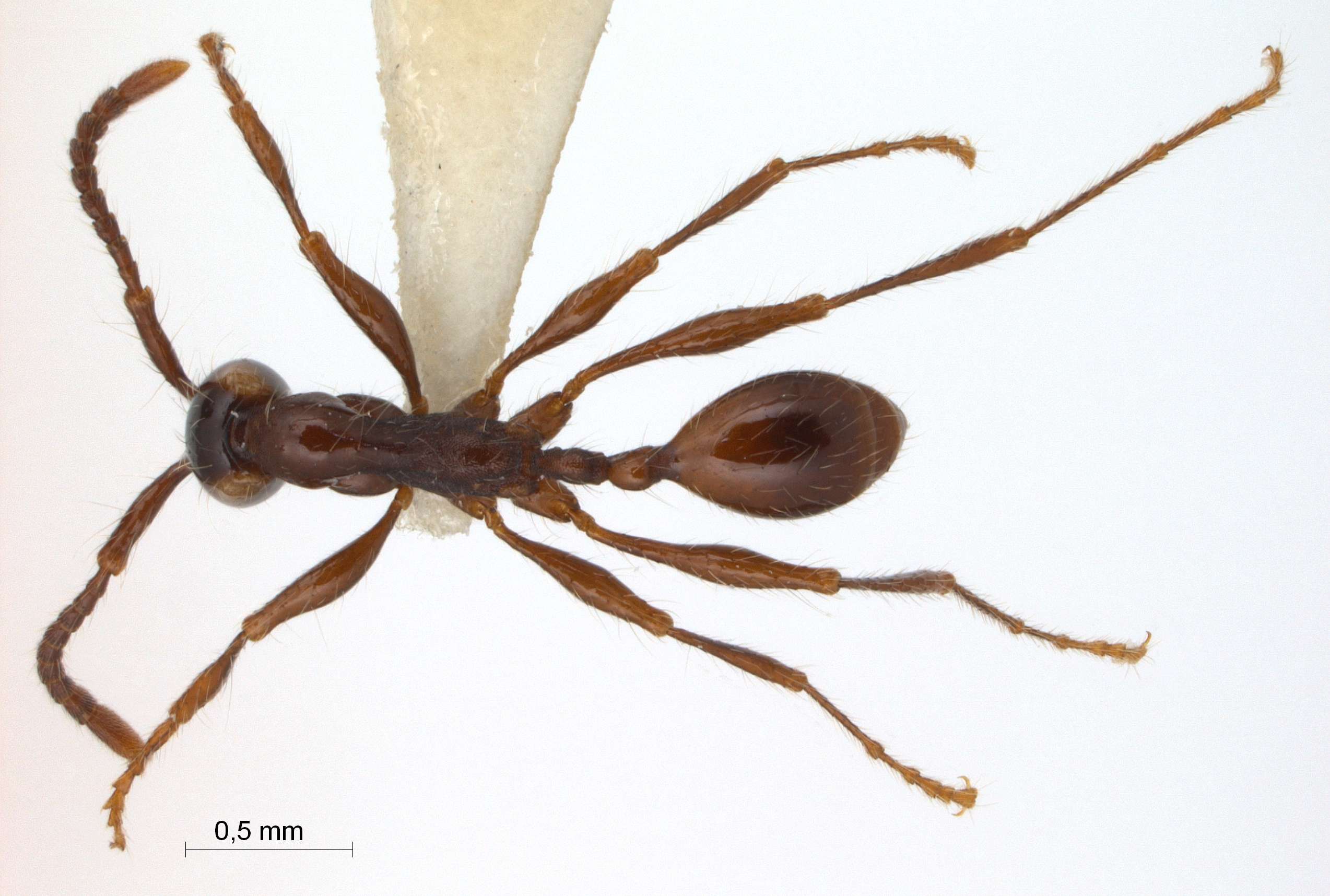 Aenictus gracilis Emery,1893 dorsal