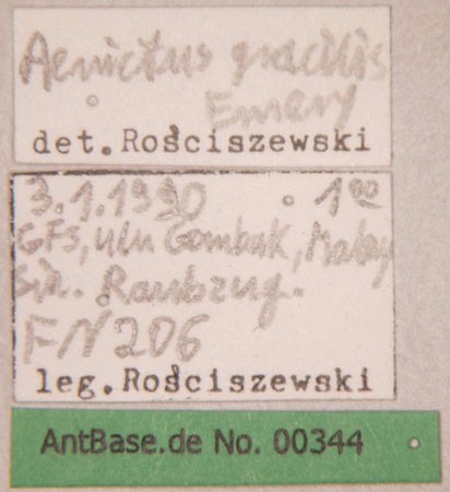 Aenictus gracilis Emery,1893 Label