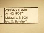 Aenictus gracilis Emery,1893 Label