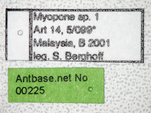 Myopopone 1 Label