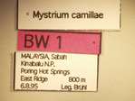 Mystrium camillae Emery,1889 Label