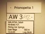 Prionopelta 1 Label