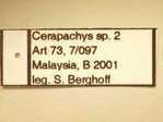 Cerapachys 2 Label