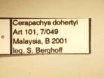 Cerapachys dohertyi Emery,1902 Label