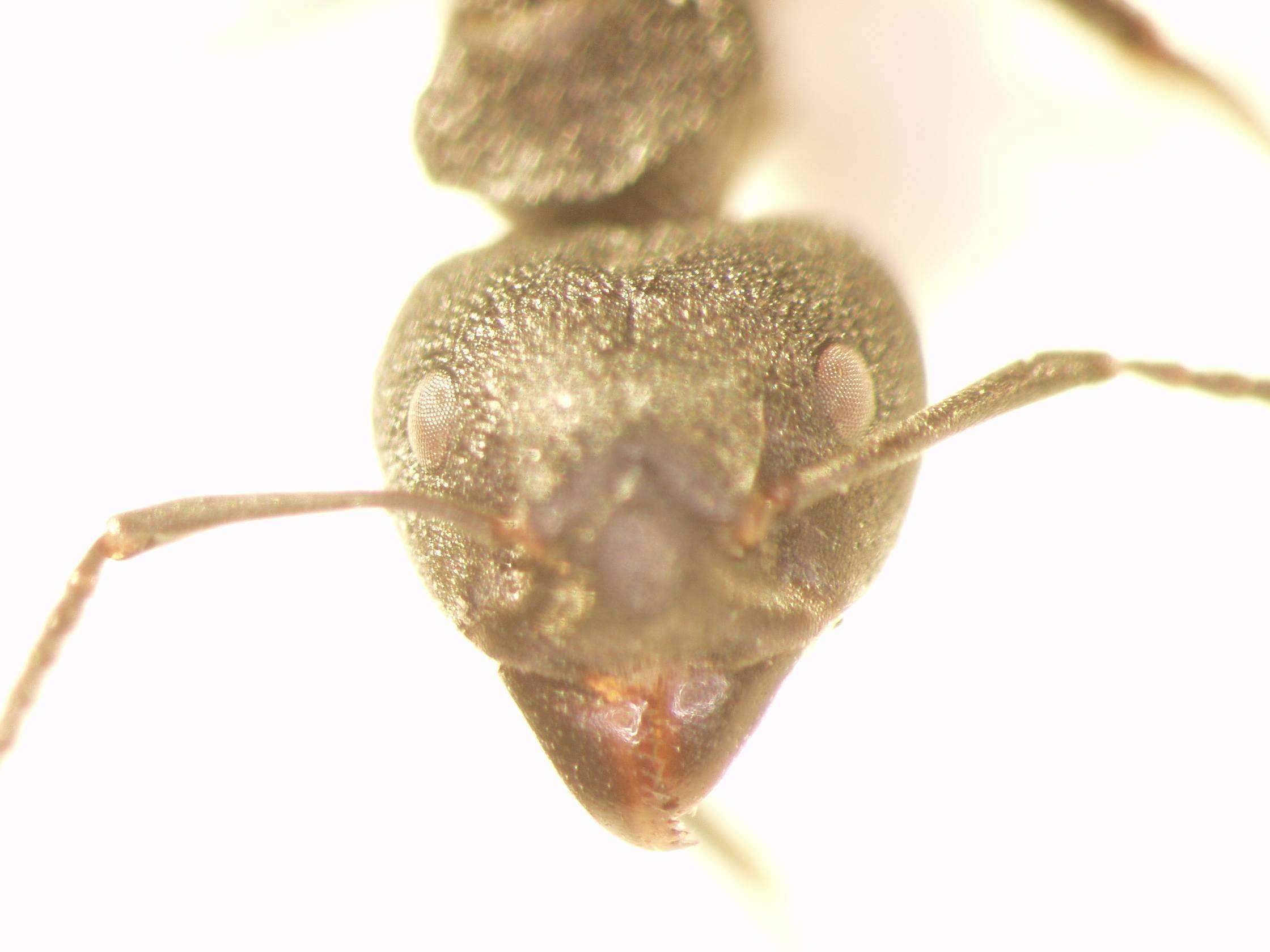 Dolichoderus 7 frontal