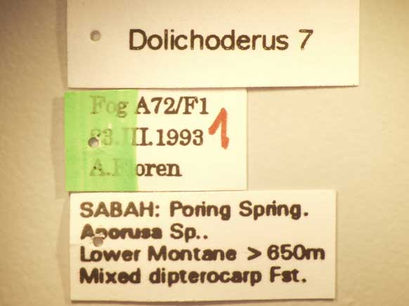 Dolichoderus 7 Label