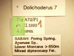 Dolichoderus 7 Label