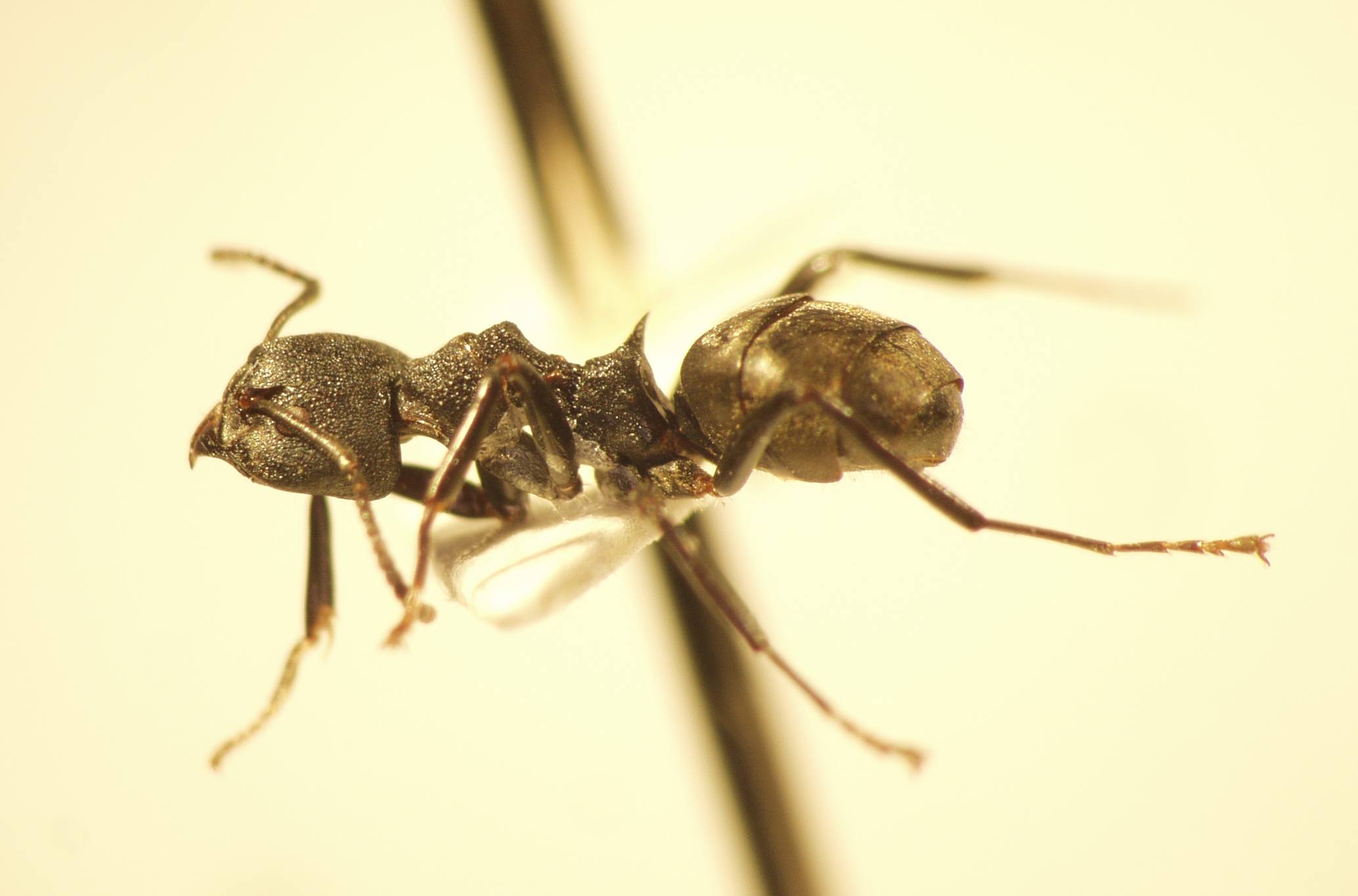 Dolichoderus 7 lateral