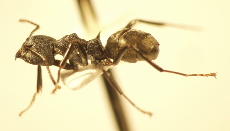 Dolichoderus 7 lateral