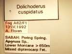 Dolichoderus cuspidatus Smith,1857 Label