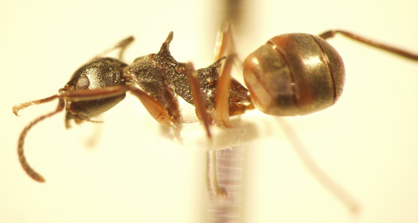 Dolichoderus cuspidatus Smith,1857 lateral