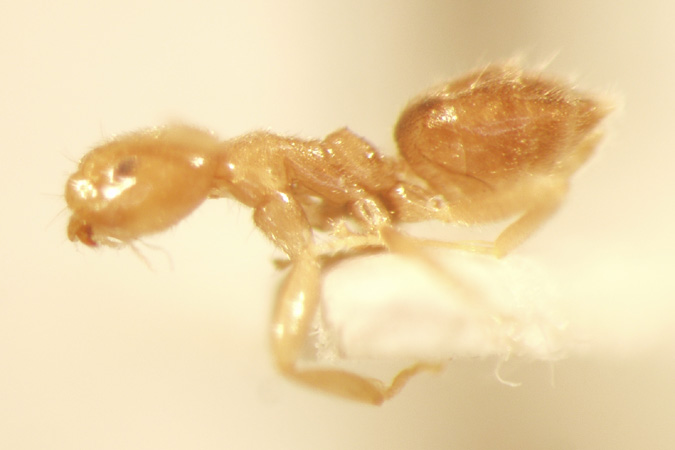 Loweriella 1 lateral