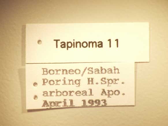 Tapinoma 11 Label