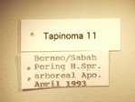 Tapinoma 11 Label