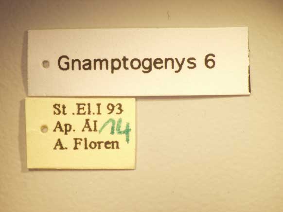 Gnamptogenys 6 Label