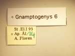 Gnamptogenys 6 Label