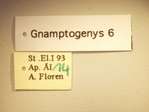 Gnamptogenys 6 Label