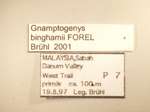 Gnamptogenys binghamii Forel,1900 Label