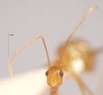 Anoplolepis gracilipes Smith, 1857 frontal