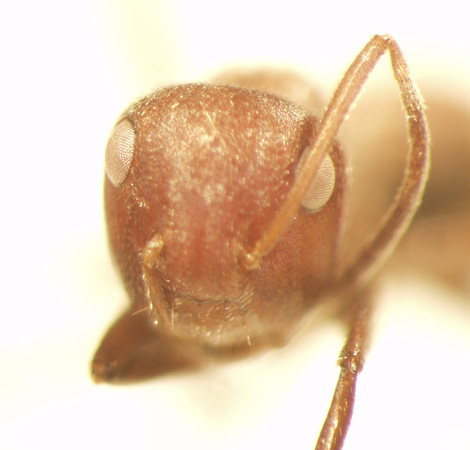 Camponotus 1 frontal