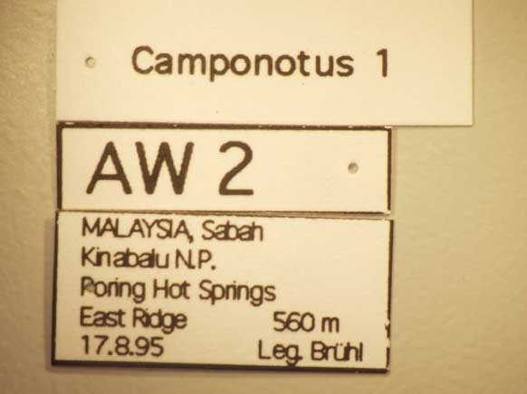 Camponotus 1 Label