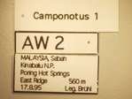 Camponotus 1 Label