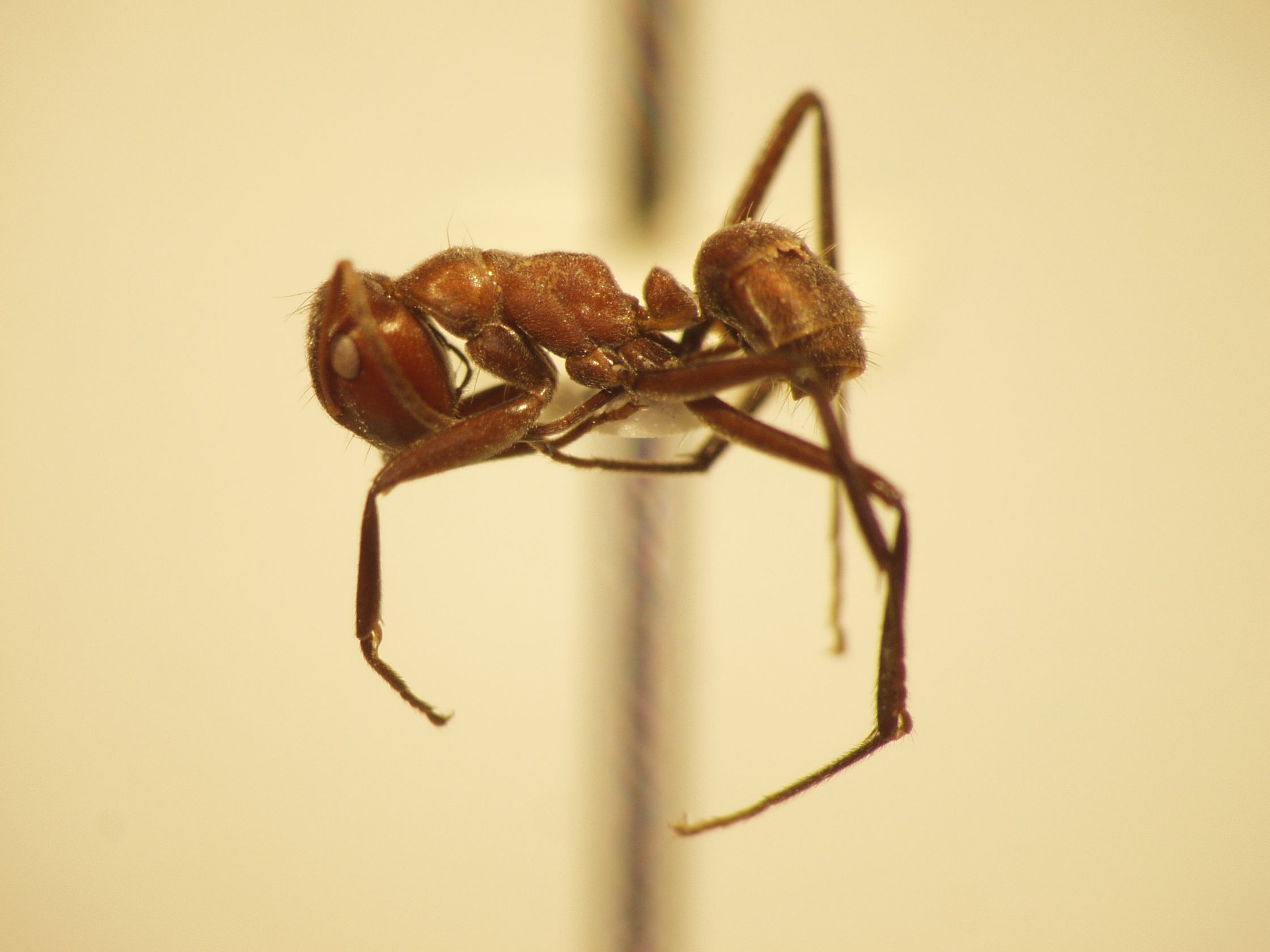 Camponotus 1 lateral