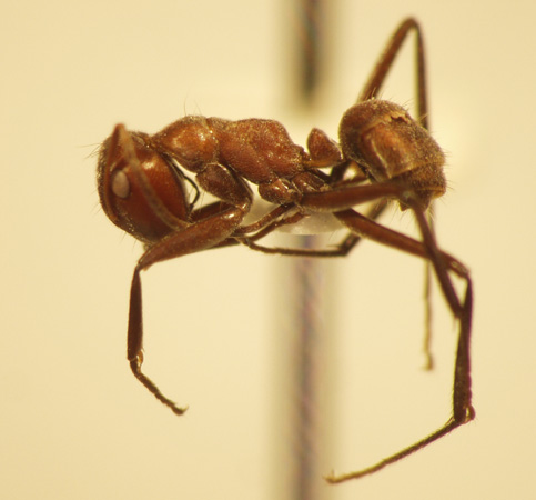 Camponotus 1 lateral