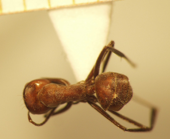 Camponotus 1 dorsal