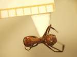 Camponotus 1 dorsal