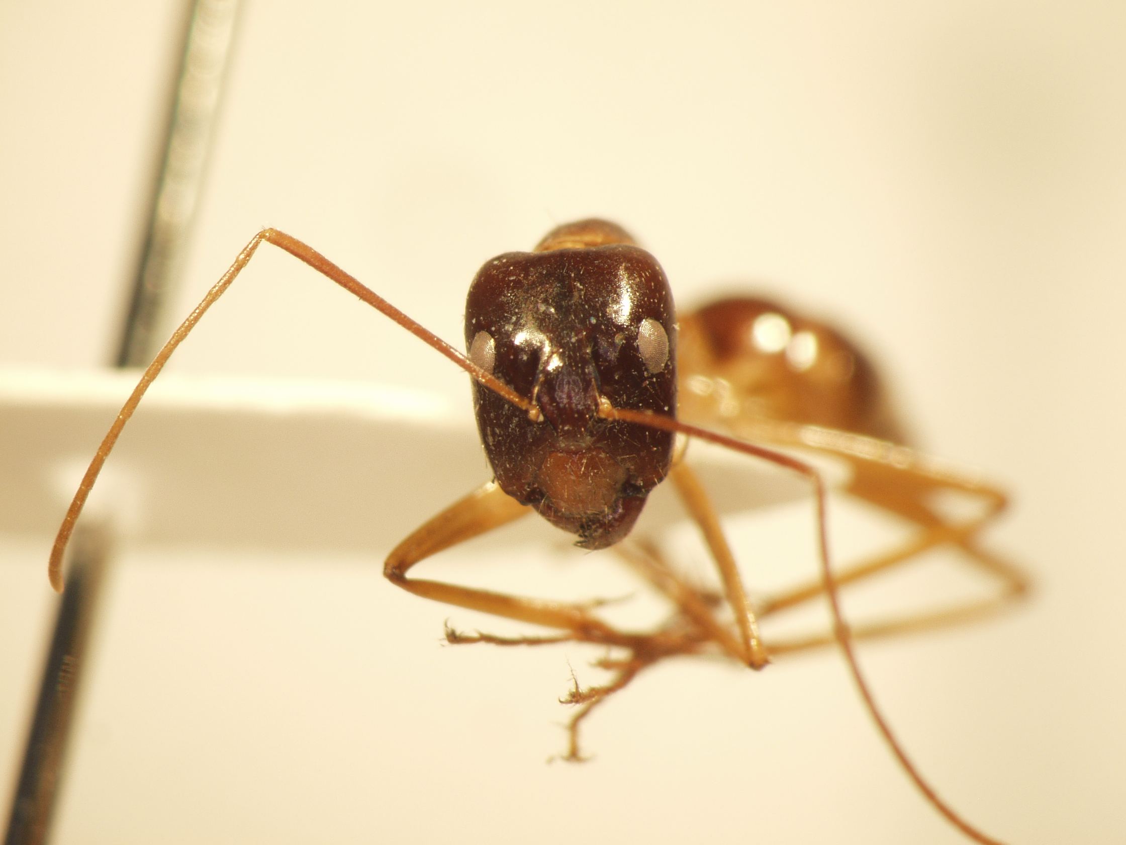 Camponotus 10 frontal