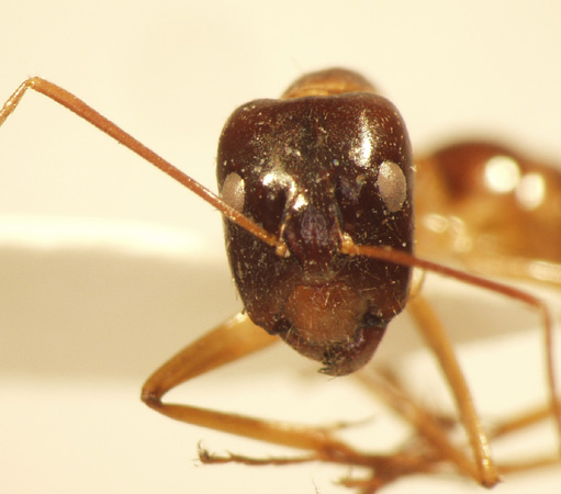 Camponotus 10 frontal