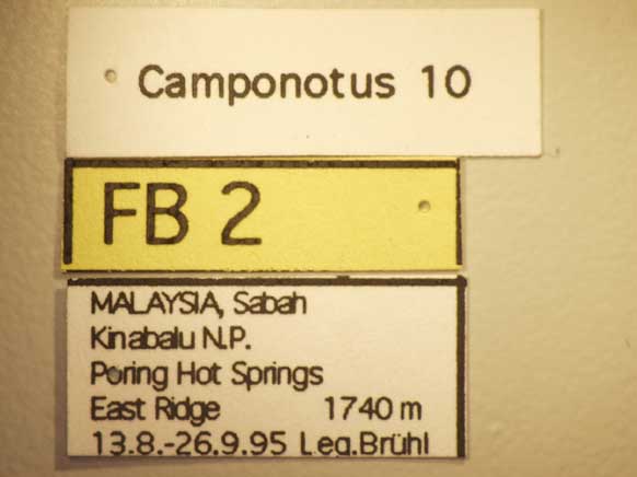 Camponotus 10 Label