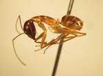 Camponotus 10 lateral