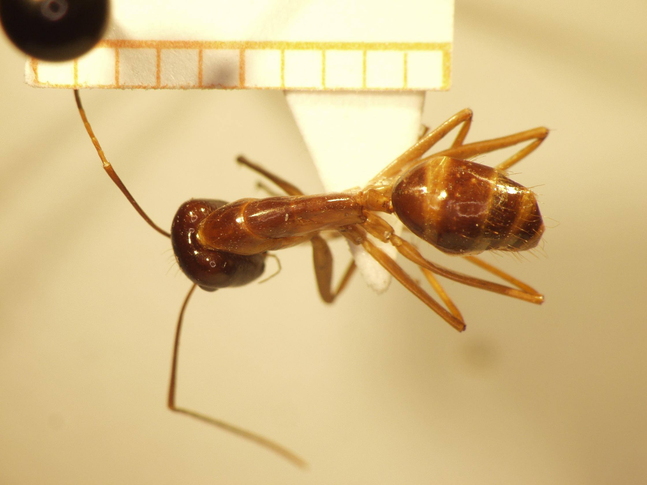 Camponotus 10 dorsal