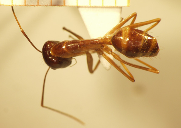 Camponotus 10 dorsal